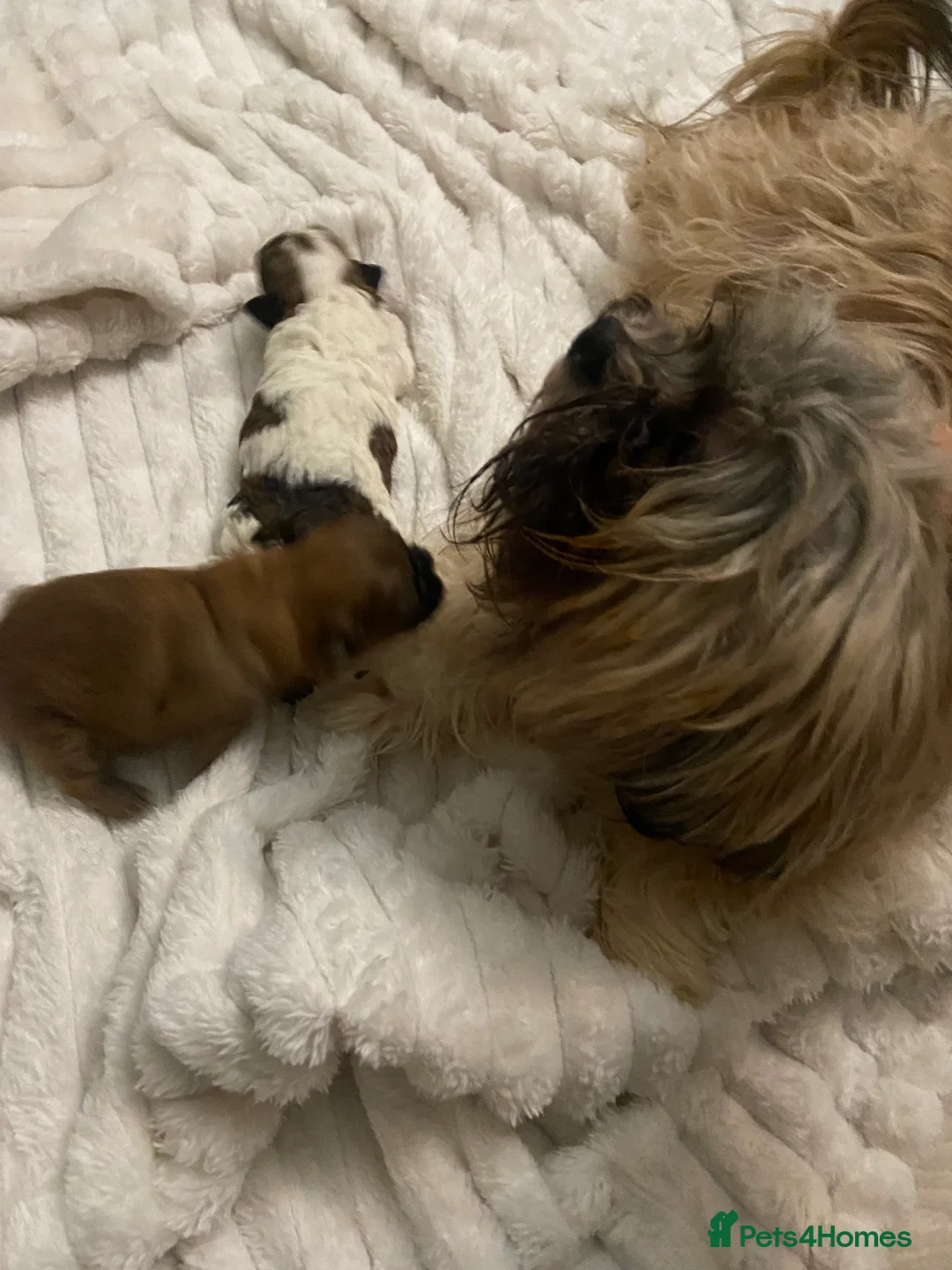 Shih Tzu dogs for sale: X2 beautiful female shihtzu puppies  - Advert 1