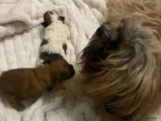 Shih Tzu dogs X2 beautiful female shihtzu puppies - Advert 1