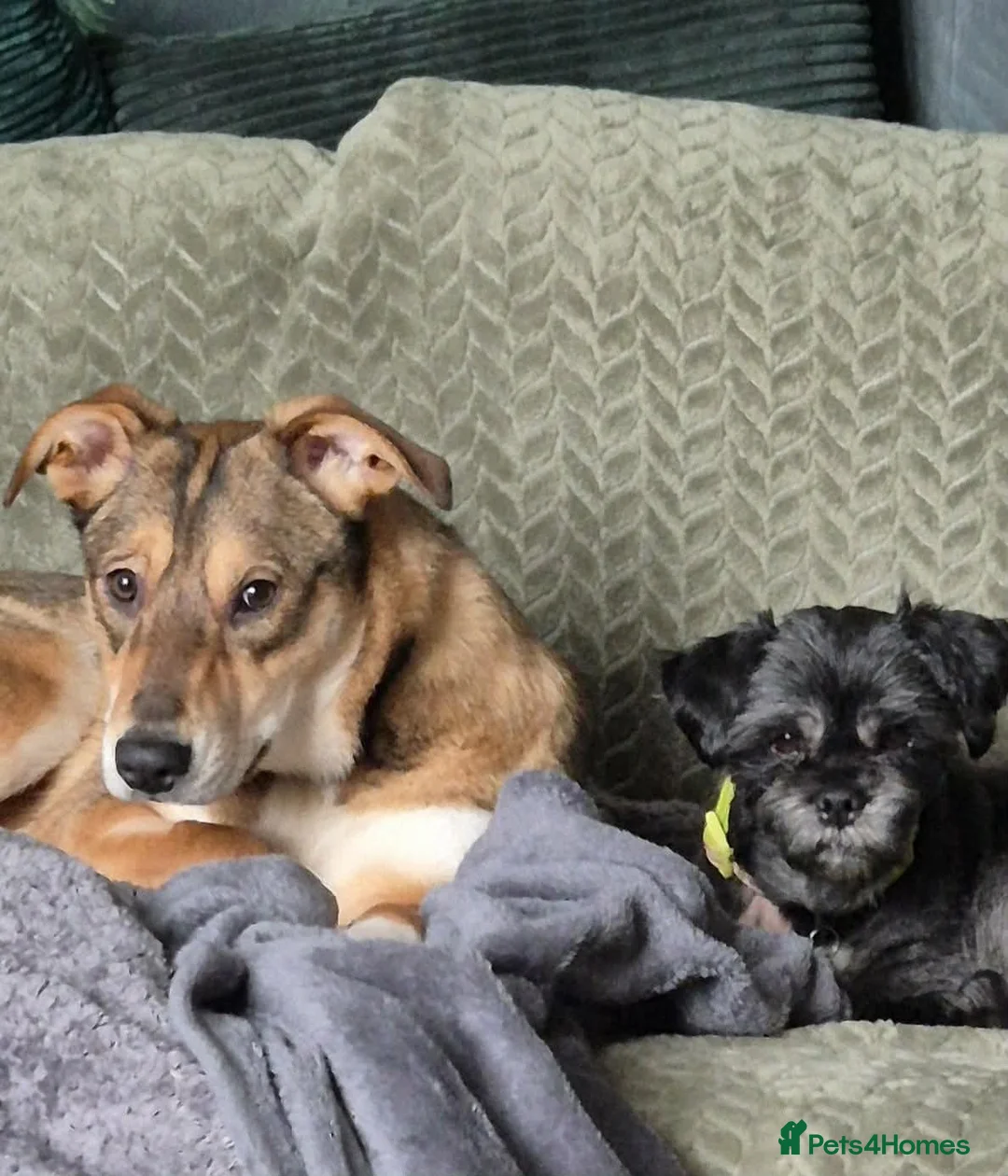 Mixed Breed dogs for adoption: URGENT:❤️DIANA❤️Social Loving 8 month old girl - Advert 9