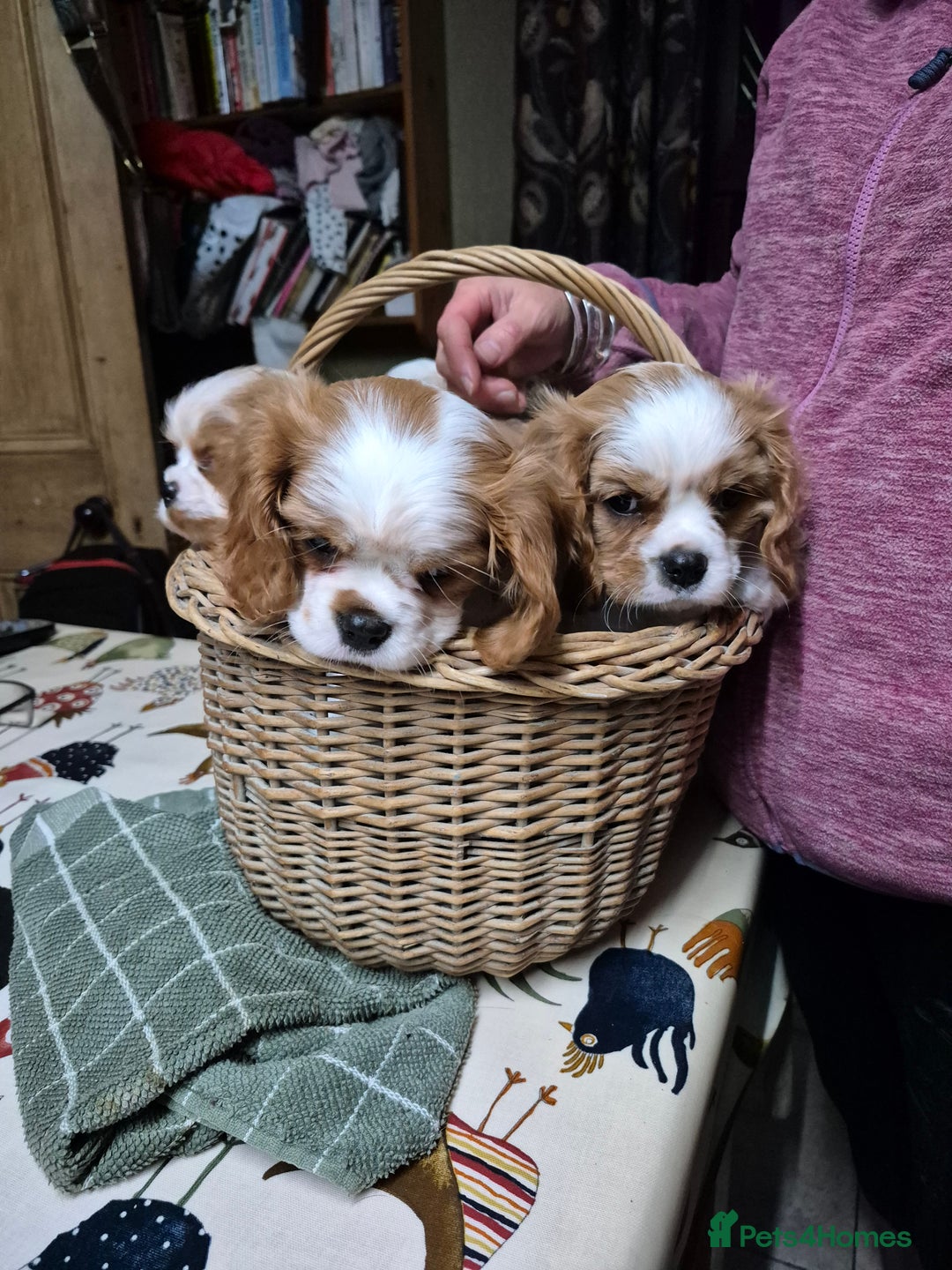 Cavalier King Charles Spaniel dogs for sale: Blenheim Cavalier King Charles spaniel puppies  - Advert 5
