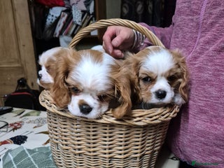 Cavalier King Charles Spaniel dogs - Advert 11