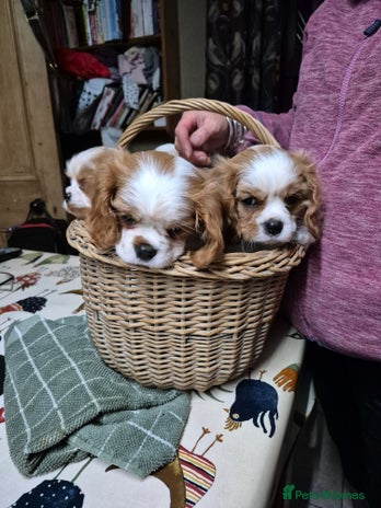 Cavalier King Charles Spaniel dogs - Advert 13