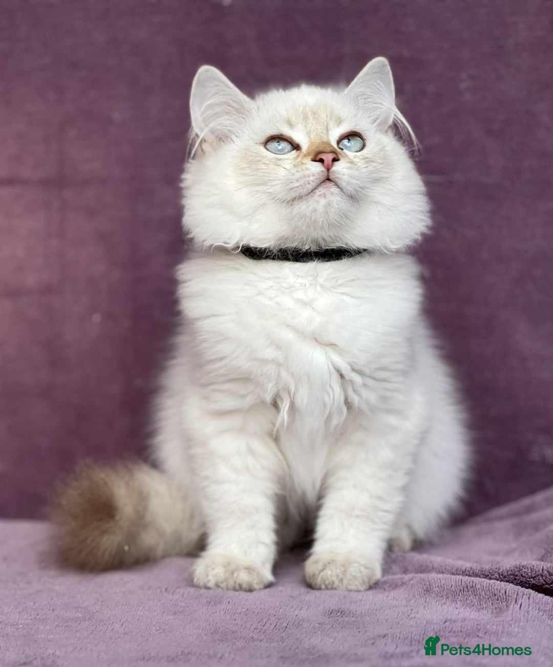 British Shorthair cats for sale: OPEN TO OFFERS TICA registered BSH kittens - Image 18