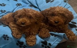 Cockapoo dogs for sale: Ready Now F1b Fox Red Curly Cuties - Image 7
