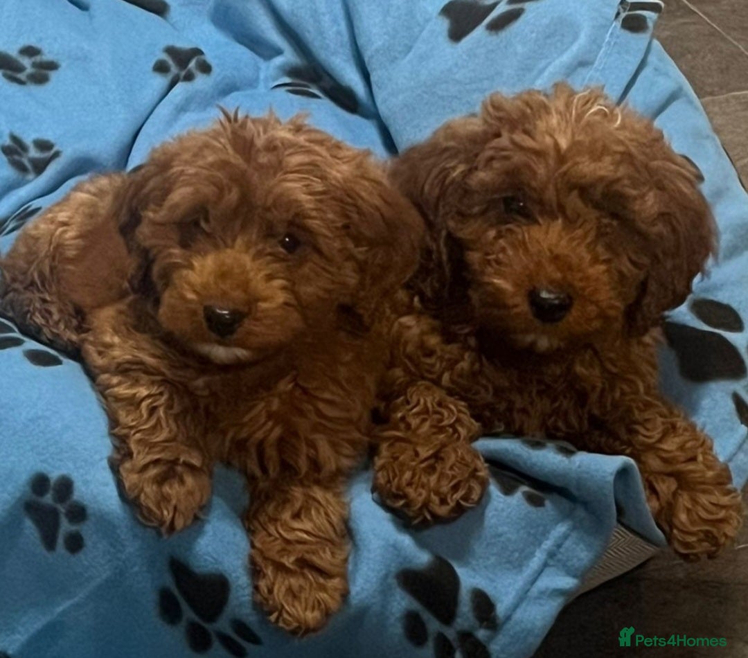 Cockapoo dogs for sale: Ready Now F1b Fox Red Curly Cuties - Image 7