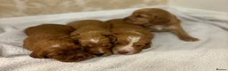 Cocker Spaniel dogs for sale: Working type cocker spaniel puppys - Advert 32