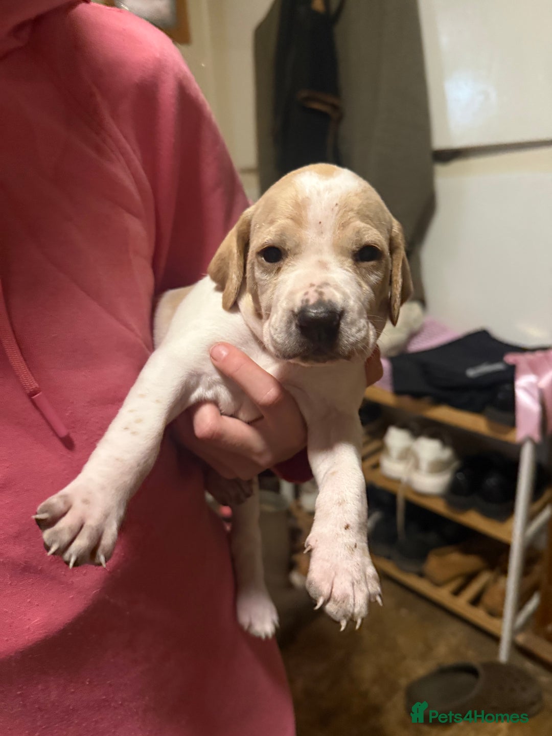 Pointer dogs for sale: Gorgeous English Pointers - Advert 7