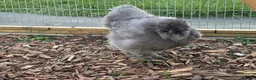 Chickens poultry for sale: Blue Bearded Silkie Hatching eggs with *Guarantee* - Advert 6