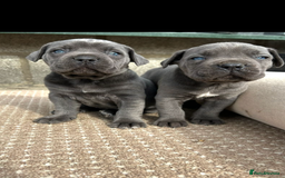 Cane Corso dogs for sale: Beautiful Blue Cane Corso Girls Ready Now - Image 15