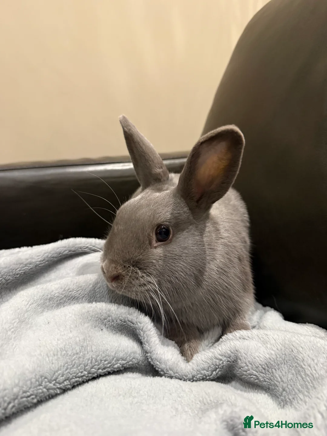 Mixed Breed rabbits for sale: Beautiful Young Male Rabbits - Advert 3
