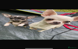 Chihuahua dogs for sale: ❤️Health tested tiny Chihuahua puppies❤️ - Image 7