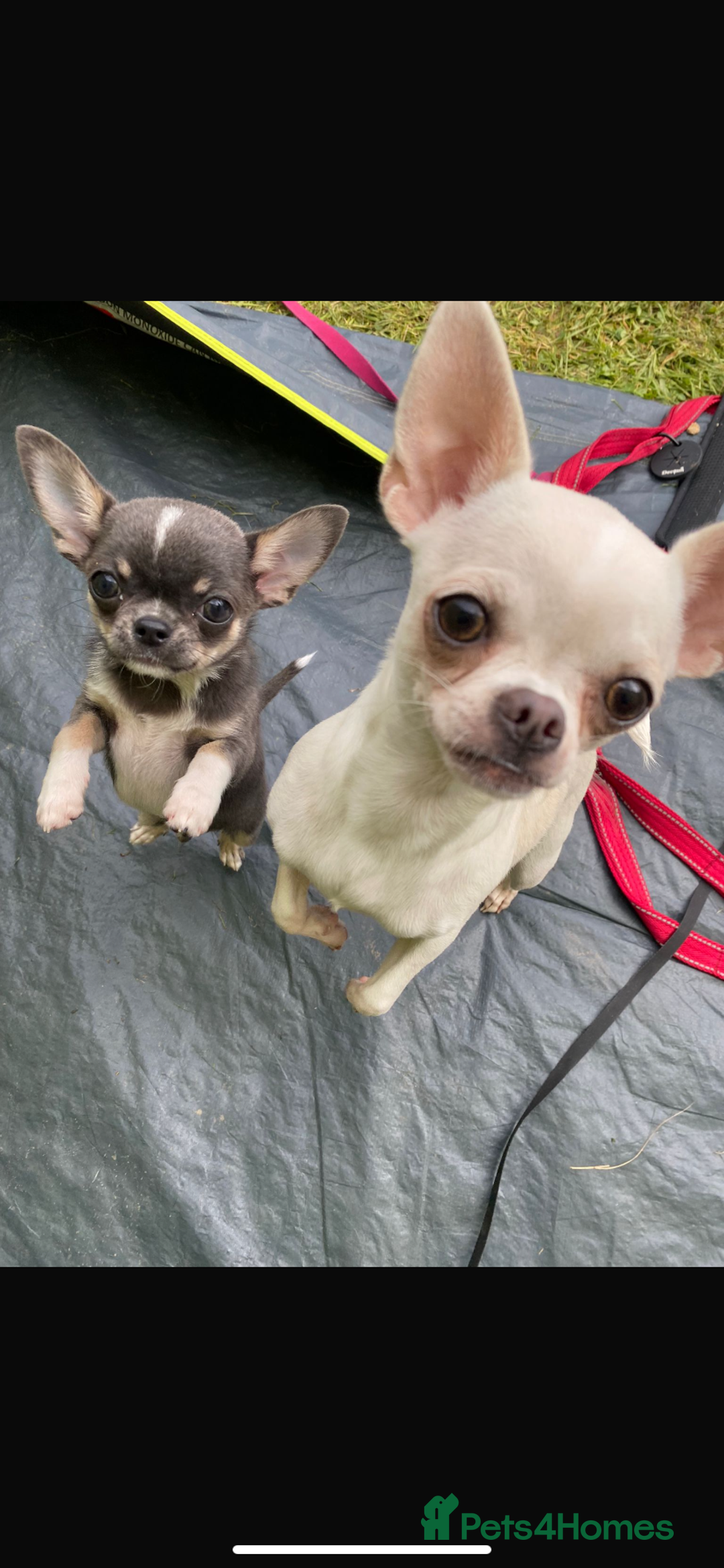 Chihuahua dogs for sale: ❤️Health tested tiny Chihuahua puppies❤️ - Image 7