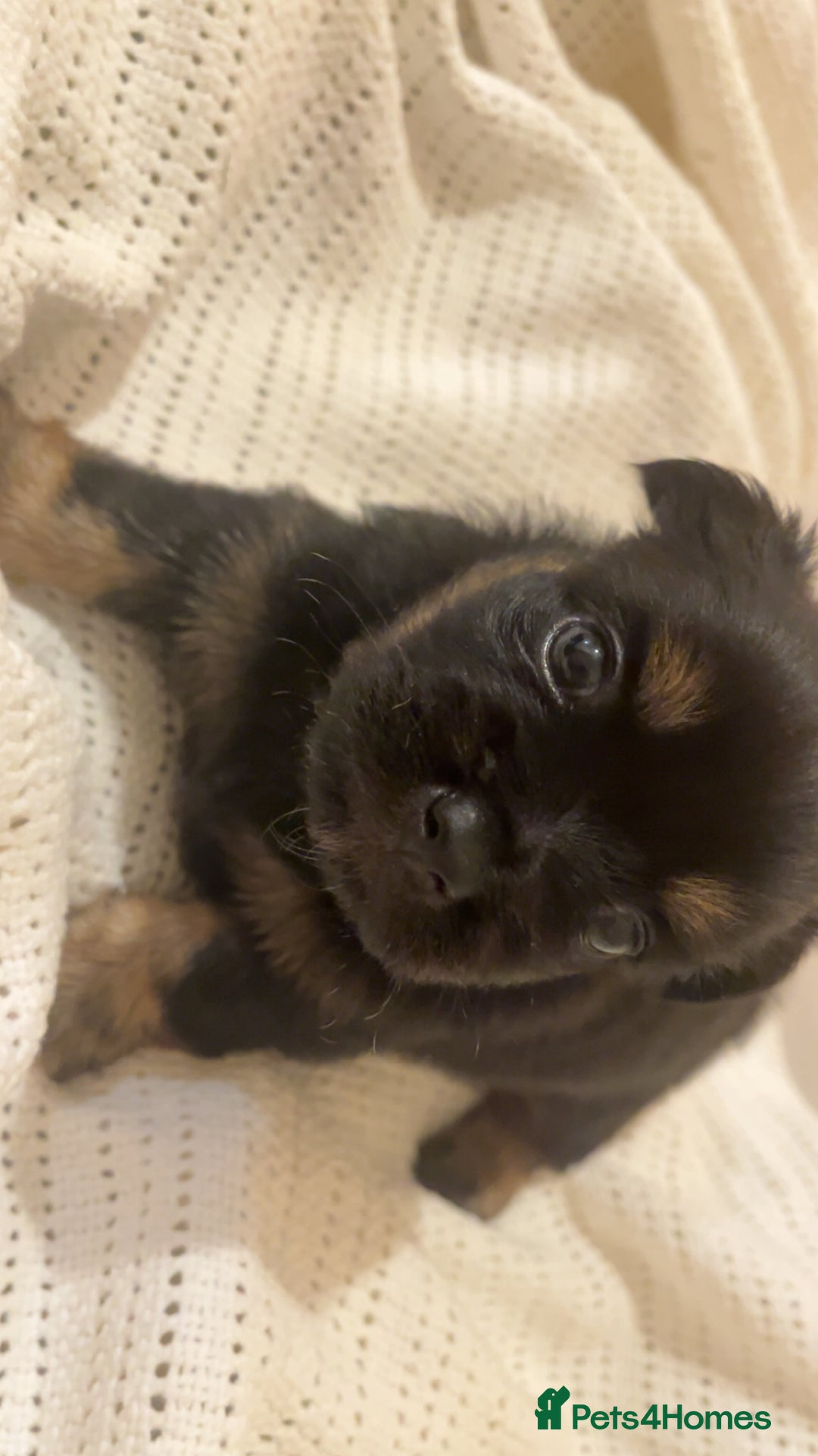 Mixed Breed dogs for sale: Cairn Terrier x Jack Russell Puppies - Image 4