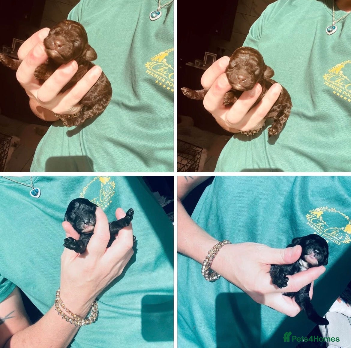 Miniature Poodle dogs 5 star Miniature poodle puppies  - Advert 1