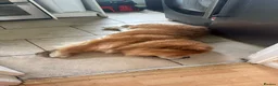 Chow Chow dogs for sale: Chino the chow chow - Advert 1