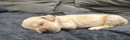 Double Doodle dogs for sale: Double Doodle puppies due August 2026 - Advert 9