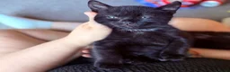 British Shorthair cats for sale: Kittens ready to be homed - Advert 24