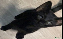 Oriental cats for sale: Oriental kitten - Image 26