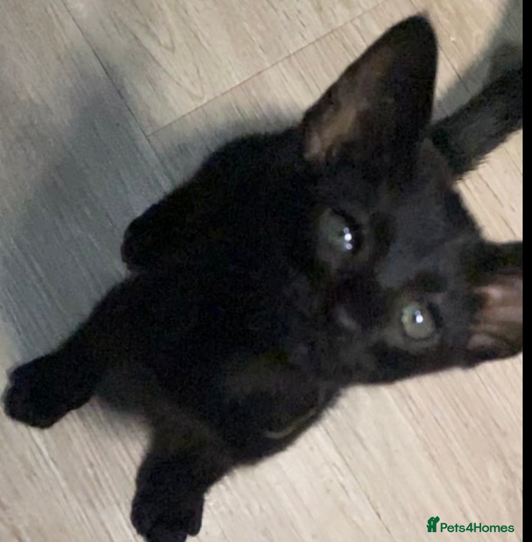 Oriental cats for sale: Oriental kitten - Image 26