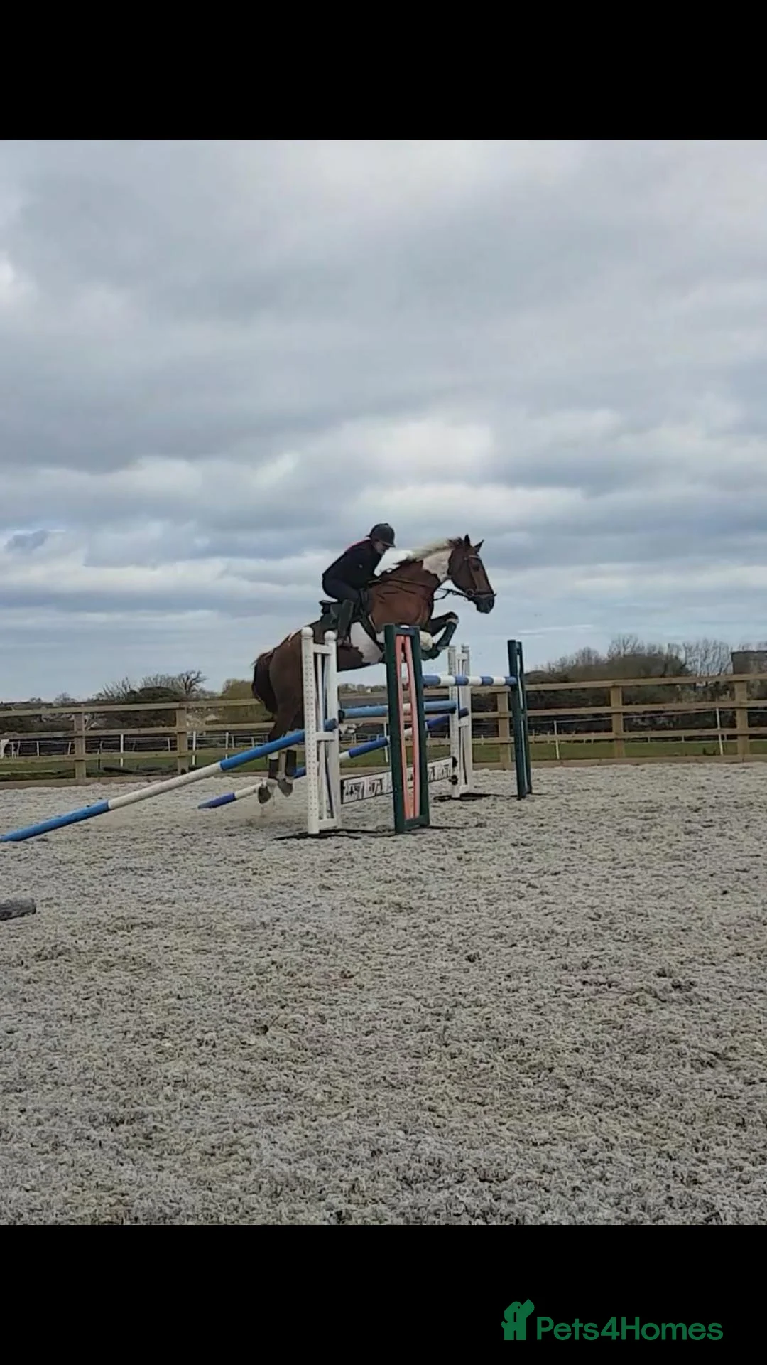English Thoroughbred horses for sale: prince for sale. in Llantwit Major - Advert 2