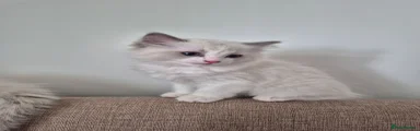 Ragdoll 2