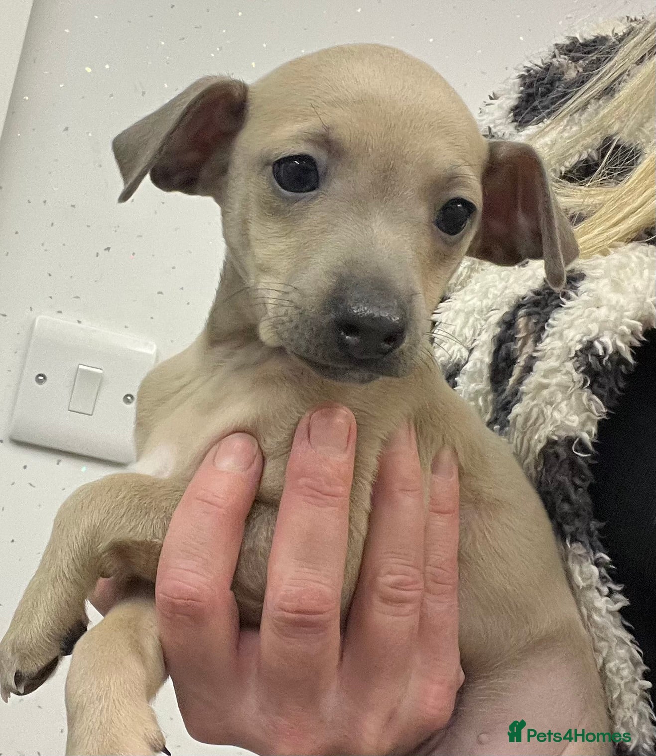 Italian Greyhound dogs kc registered Itatian greyhounds - Advert 1