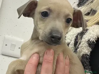 Italian Greyhound dogs kc registered Itatian greyhounds - Advert 1