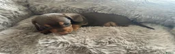 Dachshund dogs for sale: DACHSHUND PUPPIES  - Advert 11