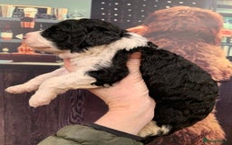 Sheepadoodle dogs for sale: Medium Sheepadoodle Puppies Available  - Image 24