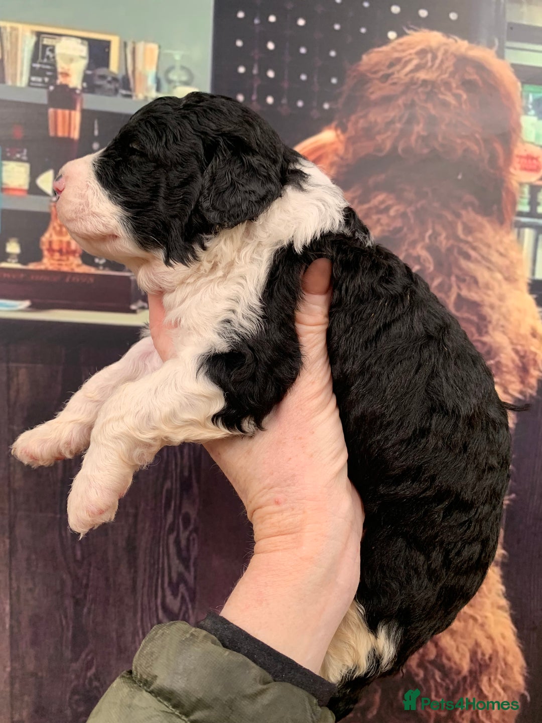 Sheepadoodle dogs for sale: Medium Sheepadoodle Puppies Available  - Image 24