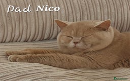 British Shorthair cats for sale: **Stunning TICA Registered Kittens** - Image 9