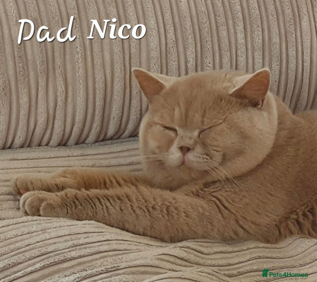 British Shorthair cats for sale: **Stunning TICA Registered Kittens** - Image 9