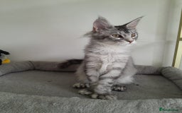 Maine Coon cats for sale: 3 maine coon girls black silver TICA pedigree - Image 11