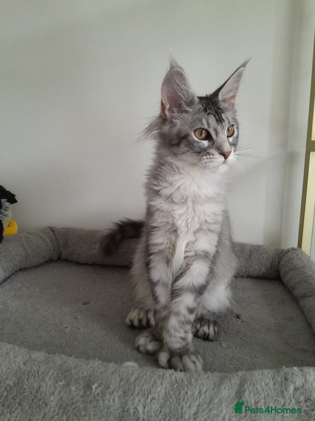 Maine Coon cats for sale: 3 maine coon girls black silver TICA pedigree - Image 11