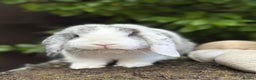 Mini Lop rabbits for sale: Male rabbit - proven buck for sale  - Advert 1