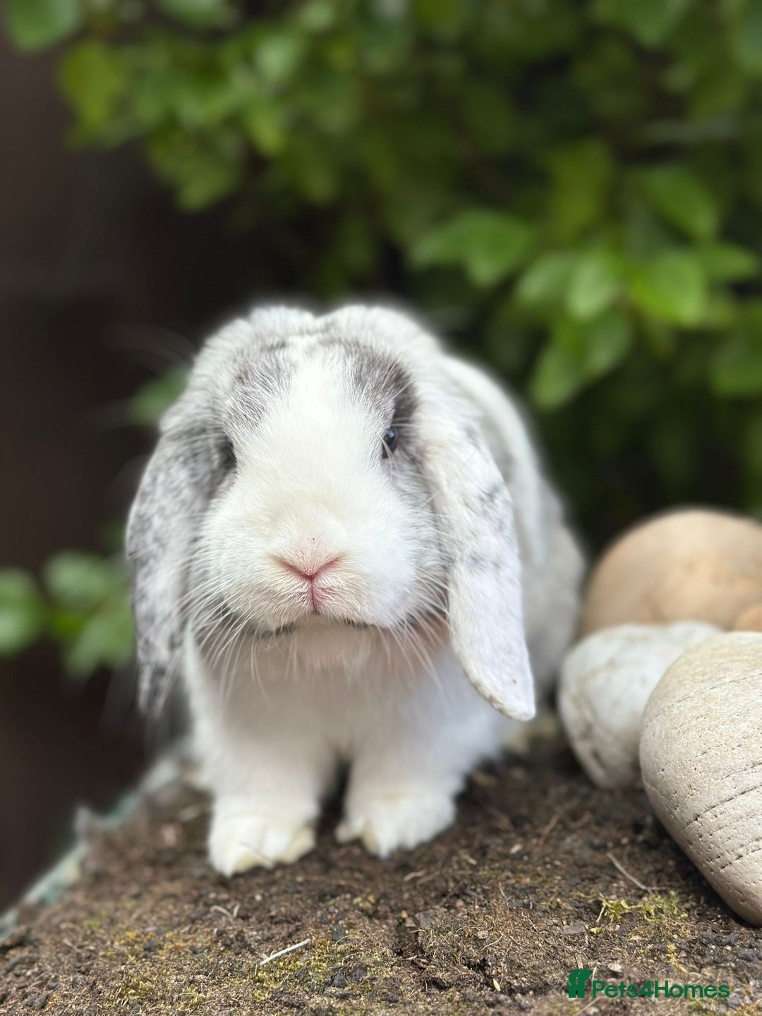 Mini Lop rabbits for sale: Male rabbit - proven buck for sale  - Advert 1