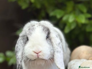 Mini Lop rabbits Male rabbit - proven buck for sale - Advert 1
