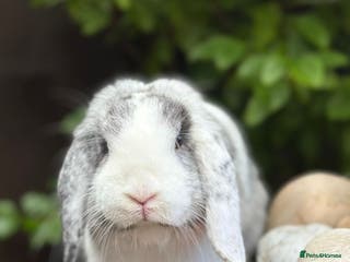 Mini Lop rabbits Male rabbit - proven buck for sale - Advert 9