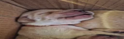 Labrador Retriever dogs for sale: Beautiful Kennel Club Registered Labrador Puppies in Ayr - Advert 3