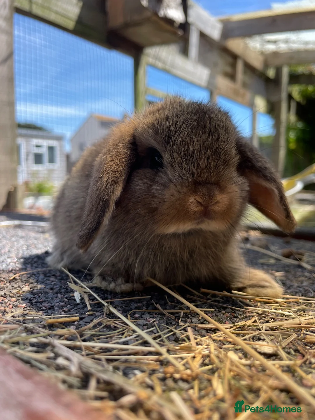 Mini Lop rabbits for sale: Beautiful mini lops looking for their forever home in Weymouth - Advert 2