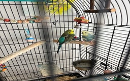 Budgerigars birds for sale: A pair of male budgies.  - Image 1
