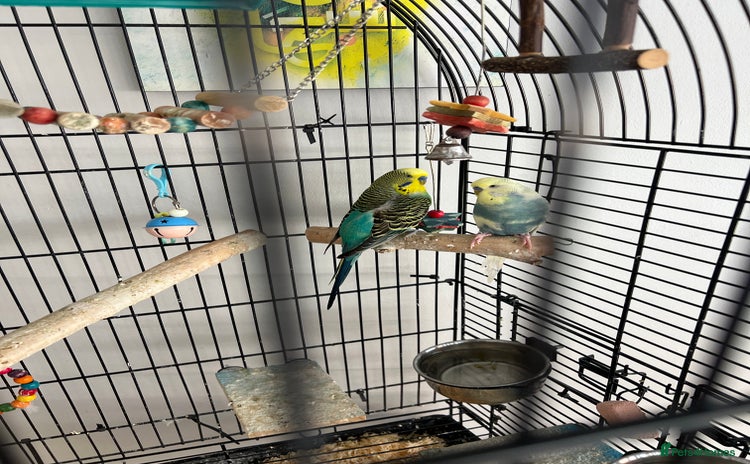 Budgerigars birds - Advert 8