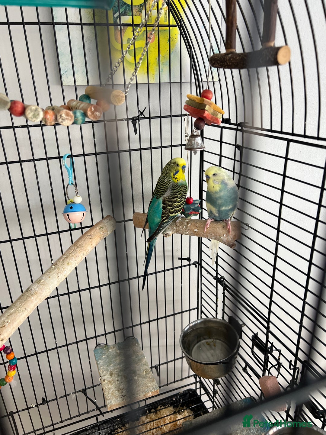Budgerigars birds for sale: A pair of male budgies.  - Image 1
