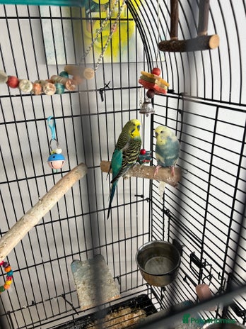 Budgerigars birds - Advert 1