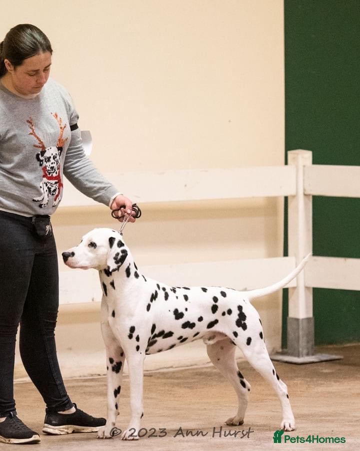 Dalmatian dogs Health tested crufts winner available at stud  - Advert 2