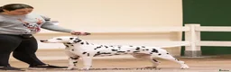 Dalmatian dogs for stud: Health tested crufts winner available at stud  in Aberdare - Advert 1