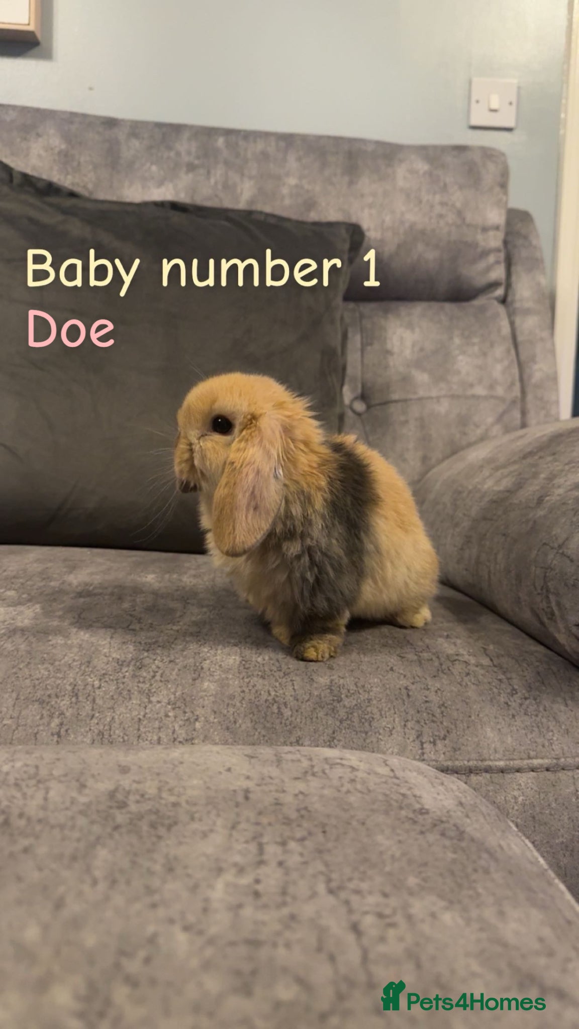 Mini Lop rabbits Pure bred mini lops🐇 - Advert 16