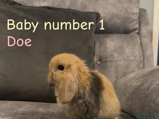 Mini Lop rabbits Pure bred mini lops🐇 - Advert 16