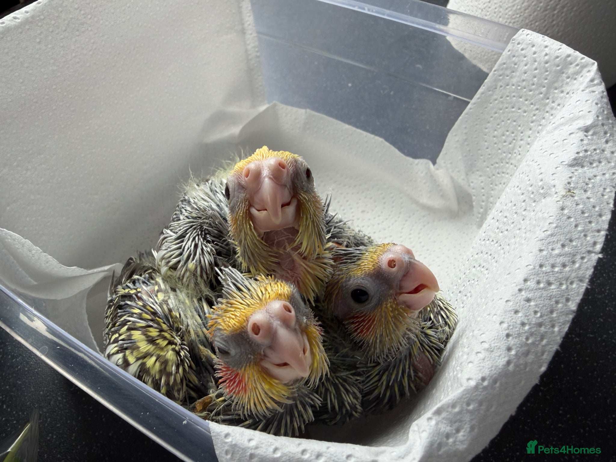 Cockatiels birds Baby cockatiels  - Advert 3