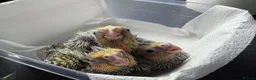 Cockatiels birds for sale: Baby cockatiels. ONLY ONE LEFT NOW be quick  in Chester - Advert 1